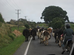 Bovine Crossing, Taranaki, North Island, New Zealand