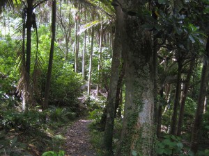 Rainforest, Coromandel, North Island, New Zealand