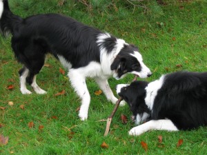 Cori and Fergus, the youth hostel dogs