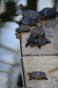 The amount of turtles in this area was unbelievable! Look at these cute ones :-) 